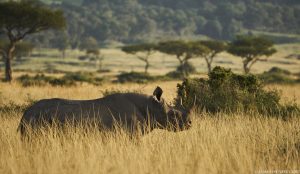 Black rhino gazes across a vast open territory