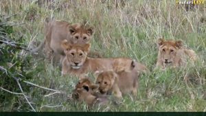 Adorable puddle of Angama pride cubs!