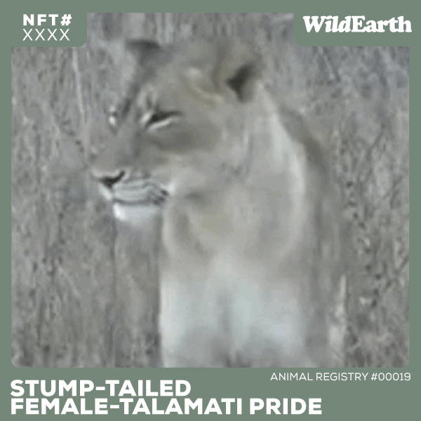 Stump-tailed – WildEarth